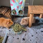 Cavia's man 2, Dieren en Toebehoren, Knaagdieren, Augustus, Mannelijk, Cavia