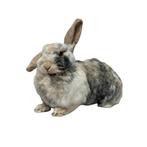 Uw huisdier laten opzetten. Neem contact op voor alle info!, Ophalen, Nieuw, Overige soorten, Overige typen