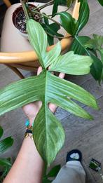 Philodendron Florida ghost XXL bladstekken, Huis en Inrichting, Kamerplanten, Ophalen of Verzenden, Overige soorten, Minder dan 100 cm
