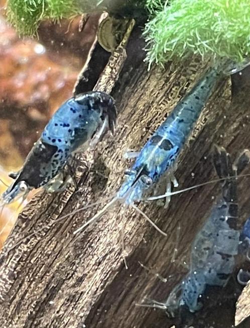 Black-Blue Carbon Rilli garnalen uit import Thailland, Dieren en Toebehoren, Vissen | Aquariumvissen, Zoetwatervis, Kreeft, Krab of Garnaal