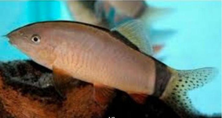 Botia morleti - Muis botia - Koidream Valburg, Dieren en Toebehoren, Vissen | Aquariumvissen, Zoetwatervis, Vis, Schoolvis