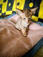 Oosterse korthaar nog 1 katertje ginger, Dieren en Toebehoren, Katten en Kittens | Raskatten | Korthaar, Kater, Ontwormd