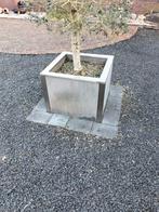 Bloembak met olijfboom, Ophalen