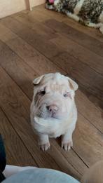 Sharpei pup, Parvo, Overige rassen, 8 tot 15 weken, Teef