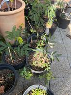 Slaapboom (Albizia julibrissin) - 30 cm, Tuin en Terras, Planten | Tuinplanten, Overige soorten, Volle zon, Vaste plant, Ophalen of Verzenden