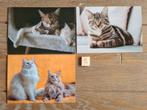 Set 8 3 KATTEN kaarten postcrossing nieuw, Verzamelen, Ansichtkaarten | Dieren, Ophalen of Verzenden, 1980 tot heden, Hond of Kat