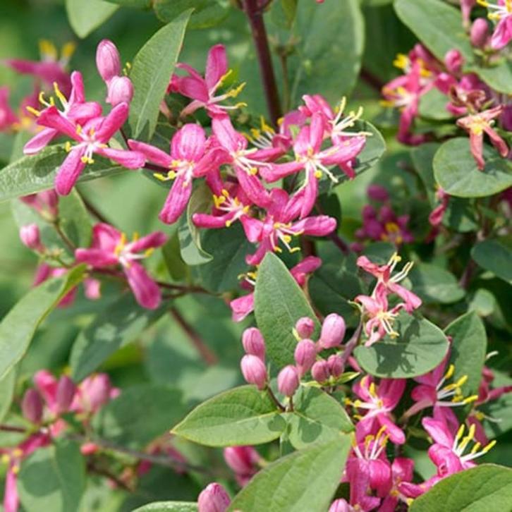**GOEDKOOP** Lonicera tatarica, Tartaarse struikkamperfoelie, Tuin en Terras, Planten | Struiken en Hagen, Struik, Overige soorten