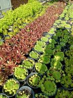Rotsplanten, vetplanten, sempervivum en sedum. Bodembedekker, Tuin en Terras, Planten | Tuinplanten, Bodembedekkers, Volle zon