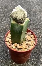 Cactus, Astrophytum, Huis en Inrichting, Kamerplanten, Ophalen of Verzenden, Cactus, Volle zon, Minder dan 100 cm