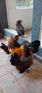Trio antwerpse baardkriel, Dieren en Toebehoren, Pluimvee, Meerdere dieren, Kip