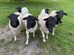 Dorper rammen, Dieren en Toebehoren, Schapen, Geiten en Varkens, Mannelijk, Schaap