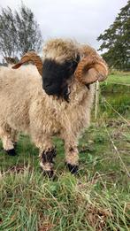 Walliser Schwarzsnase ram met unieke bloedlijn, Dieren en Toebehoren, Schapen, Geiten en Varkens, Mannelijk, Schaap, 0 tot 2 jaar