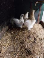 Zijde hoender kippen, Dieren en Toebehoren, Pluimvee, Meerdere dieren, Kip