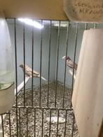 Bandvinken koppels, Meerdere dieren