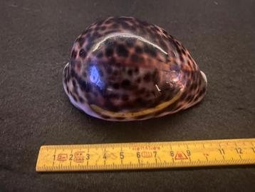 Schelpen Cypraea Tigris - madagaskar ( ! ) beschikbaar voor biedingen