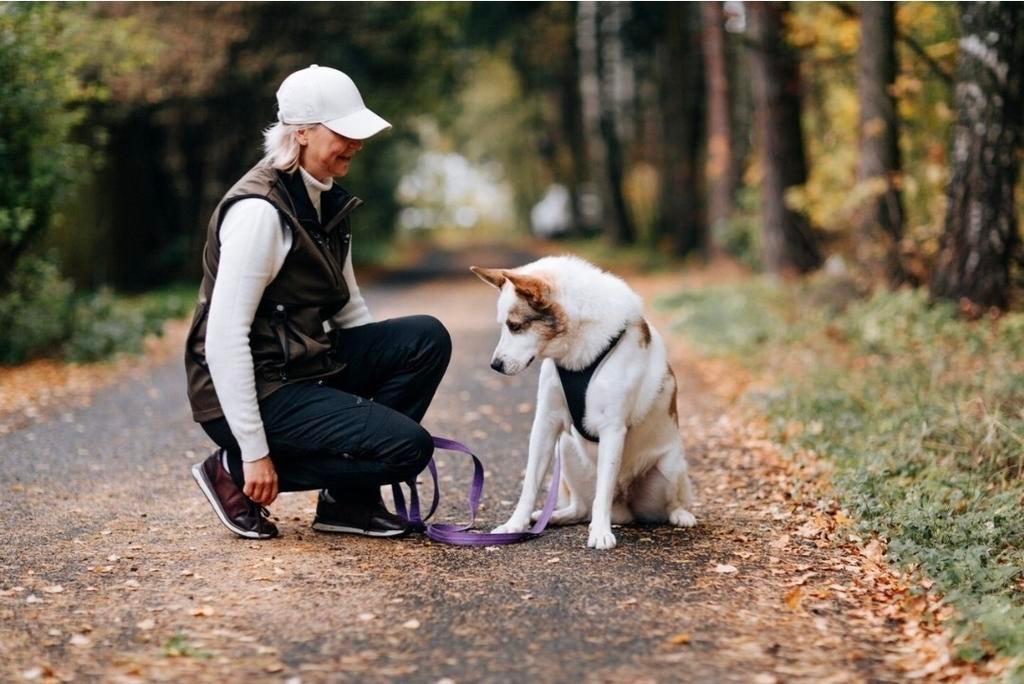 Reu Ice zoekt thuis, kan met katten, Particulier, Reu, Buitenland, Parvo