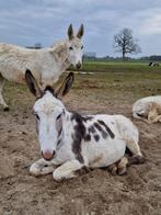 Mooie grote bonte ezelmerrie ezel merrie te koop!, Dieren en Toebehoren, Vrouwelijk, Voor 1 juli 2024