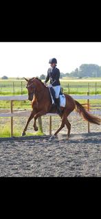 Chique ruin 1.65m, Dieren en Toebehoren, Met stamboom, B, Ruin, Dressuurpaard