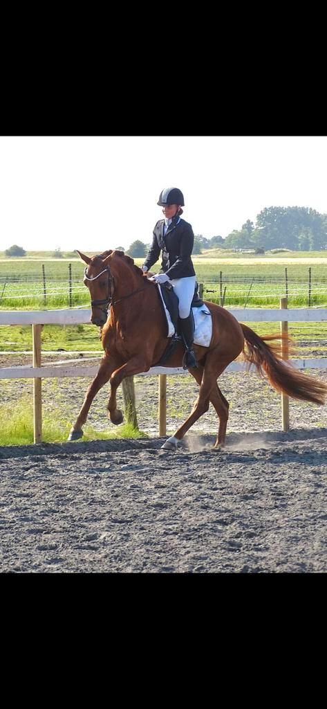 Chique ruin 1.65m, Dieren en Toebehoren, Paarden, Ruin, B, 165 tot 170 cm, 3 tot 6 jaar, Dressuurpaard, Met stamboom