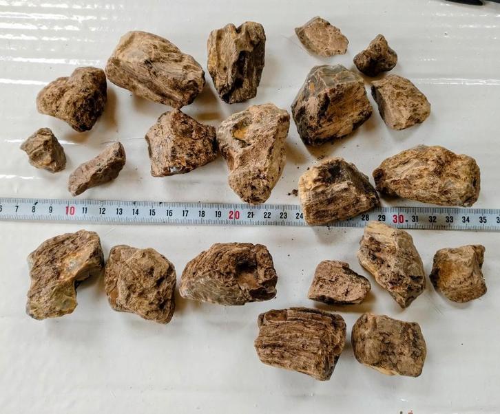 Sumatra Amber met houtstructuur zeldzaam, Verzamelen, Mineralen en Fossielen, Fossiel, Ophalen of Verzenden