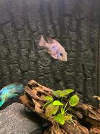 Vuurkeel cichlide., Dieren en Toebehoren, Vissen | Aquariumvissen, Vis