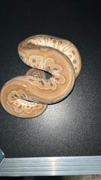 Mojave clown 1.0 2024, Dieren en Toebehoren, Reptielen en Amfibieën, Slang