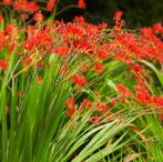 Crocosmia Montbretia stekjes, Volle zon, Vaste plant, Zomer, Ophalen