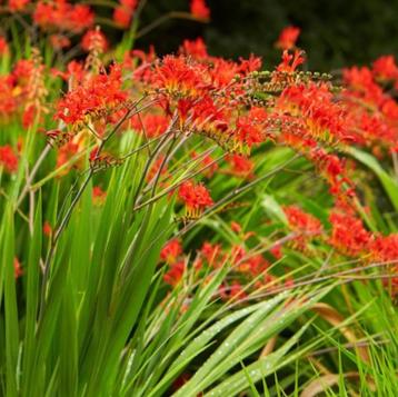 Crocosmia Montbretia stekjes beschikbaar voor biedingen