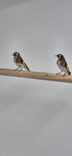 Koppel bloemputter wildkleur, Meerdere dieren