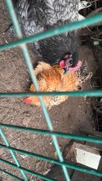 Gratis krielhaan Cochin-serama kruising (1 krulveer), Dieren en Toebehoren, Pluimvee, Mannelijk, Kip