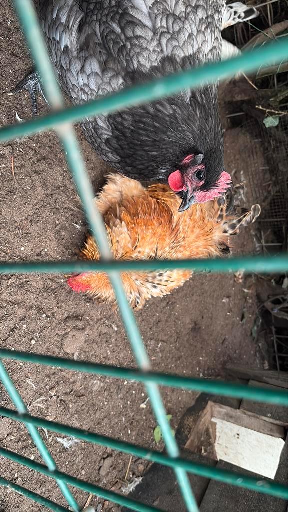 Gratis krielhaan Cochin-serama kruising (1 krulveer), Dieren en Toebehoren, Pluimvee, Kip, Mannelijk