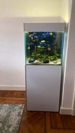 Aqarium zeer compleet met cichliden, Dieren en Toebehoren, Ophalen, Gebruikt, Gevuld zoetwateraquarium