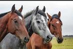 Doe het zelf stal, tijdelijk., Dieren en Toebehoren, Weidegang, 4 paarden of pony's of meer