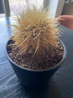 Cactus, Ophalen, Minder dan 100 cm, Volle zon, In pot