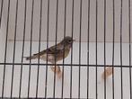 Kruising.cini x kanarie, Vrouwelijk, Wildzangvogel, Geringd