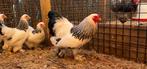 Brahma krielkippen | Mooie kippen | Goede leggers, Dieren en Toebehoren, Pluimvee, Meerdere dieren, Kip