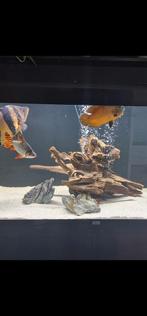 aquarium root 50e, Dieren en Toebehoren, Vissen | Aquaria en Toebehoren, Ophalen