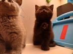 britse korthaar kittens, Dieren en Toebehoren, Katten en Kittens | Raskatten | Korthaar, Meerdere dieren, Ontwormd, 0 tot 2 jaar