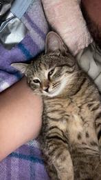 Schattige knappe kat zoekt nieuwe thuis, 0 tot 2 jaar