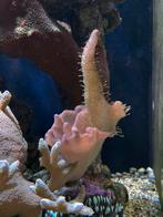 Stekje Duivelsklauw koraal, Overige typen, Zoutwatervis