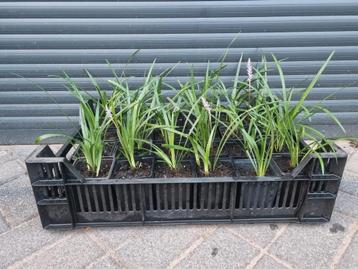 Liriope muscari Royal Purple/ Leliegras  beschikbaar voor biedingen