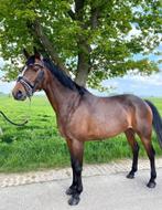 prachtige NRPS sportpony, Merrie, Dressuurpaard