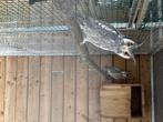 Koppel witwang dwergooruilen, Dieren en Toebehoren, Vogels | Overige Vogels, Meerdere dieren, Roofvogel, Geringd
