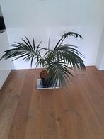 Kentia palm Kamerplant, Palm, Ophalen of Verzenden, Halfschaduw