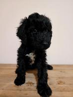 Harlekijn koningspoedel pups ( bijzondere kleuren ), Overige rassen, CDV (hondenziekte), 8 tot 15 weken, Meerdere