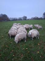 42 fokooien, schapen texelaar/ swifter, Vrouwelijk, Schaap