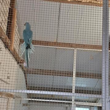 Mooi koppel Halsbanden  ruim 2 jaar  beschikbaar voor biedingen