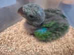 Edelpapegaai Man, Dieren en Toebehoren, Vogels | Parkieten en Papegaaien, Mannelijk, Papegaai, Geringd