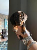 Teckel puppies, Rabiës (hondsdolheid), Reu, 8 tot 15 weken, Korthaar
