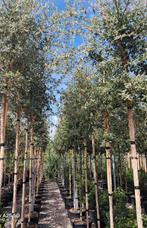 Quercus suber kurkeik bomen en leibomen | groenblijvend, Tuin en Terras, Ophalen of Verzenden, Bloeit niet, Volle zon, Overige soorten